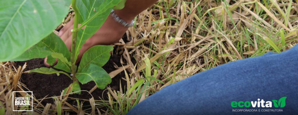 Em parceria com Carbon Free, Ecovita já ajudou a neutralizar mais de 11 toneladas de CO2