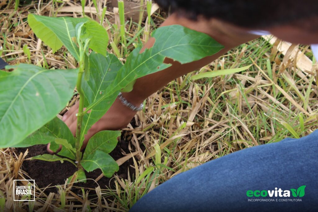 Em parceria com Carbon Free, Ecovita já ajudou a neutralizar mais de 11 toneladas de CO2
